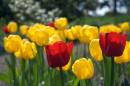 Tulips.jpg