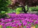 Tulips1.JPG