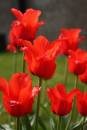 Tulips4.jpg