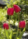 Tulips5.jpg