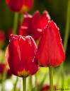 Tulips_2.jpg