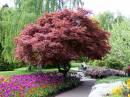 Tulips_Tree.JPG