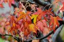 Turning_Leaves_ARC_4080_adj.jpg