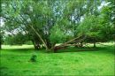 Twisted_Tree.jpg