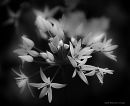 WHITE_FLOWERS.jpeg