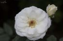 WHITE_ROSE_WM_RS_0001.jpg