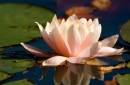 Water-Lilly.jpg