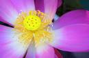 Water-Lilly1.jpg