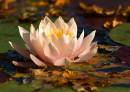 Water-Lilly2.jpg