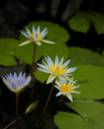 WaterLilyCUNymphaeaOdorata.jpg