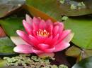 Water_Lily_1024_x_768_.jpg