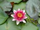 Water_Lily_pink.JPG