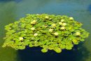 Water_Lilys_ARC_4816_web_1000.jpg