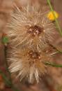 Weeds.jpg
