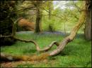 Westonbirt_Arboretum.jpg