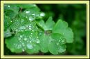 Wetleaf.jpg