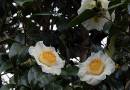 White-Camelias.jpg