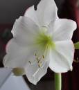 White_Amaryllis_1.jpg