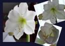 White_Amaryllis_4.jpg