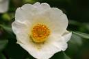 White_Camelia.jpg
