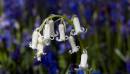 Whitebells-bluebells.jpg