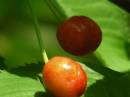 Wild_Cherries.jpg