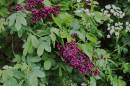 Wild_Flowers_1.jpg