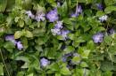 Wild_Flowers_2.jpg
