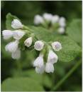 Wild_Flowers_3.jpg