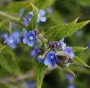 Wild_Flowers_4.jpg