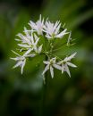 Wild_Garlic-1.jpg