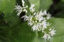 Wild_Garlic.jpg