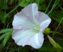 Wild_Morning_Glory.JPG