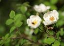 Wild_Rose1.jpg
