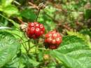 Wild_berries.jpg