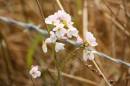 Wild_flower_on_Rathlin.jpg