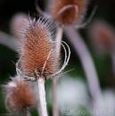 Wildteasel.jpg