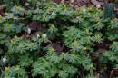 Winter_Aconite_and_snowdrops.jpg