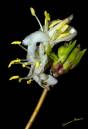 Winter_Flowering_Honeysuckle.jpg