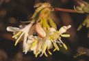 Winter_Flowering_Honeysuckle6.jpg