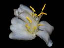 Winter_Flowering_Huneysuckle1.jpg