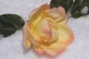 Winter_Rose11.jpg