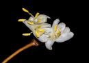 Winter_flowering_Honeysuckle11.jpg