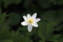 Woodland_Flower.jpg
