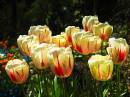 Woodland_Tulips.JPG
