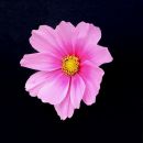 XF103485M2Sq.jpg
