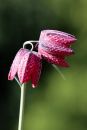 XT201059M_resize.JPG