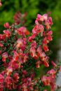 XT201629M_resize.JPG