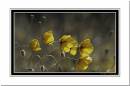 Yellow-Poppies.jpg