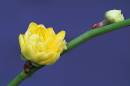 Yellow_Flower.jpg